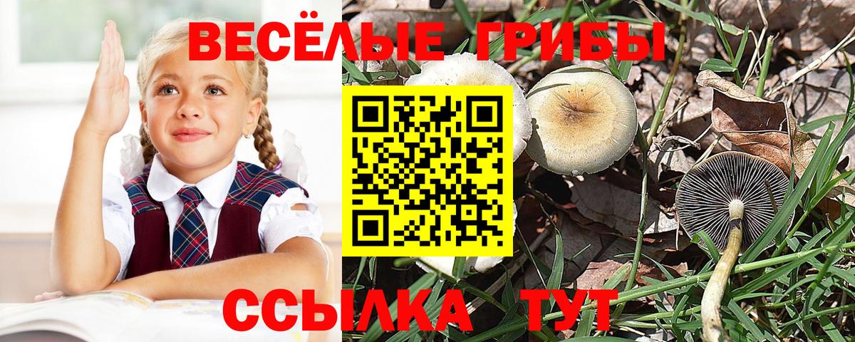 Псилоцибиновые грибы Psilocybe Павловский Посад